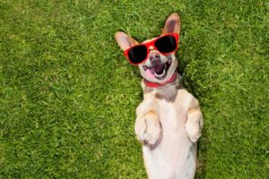 Benefits of Avocado Oil for Dogs