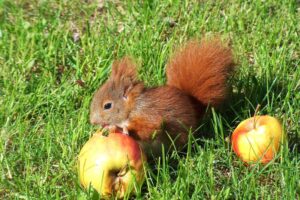 Squirrels and Apples