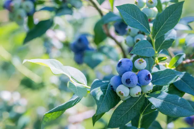 When is Blueberry Season in Michigan
