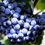 When to Plant Grapes in Texas