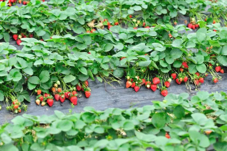 When to Plant Strawberries in Massachusetts