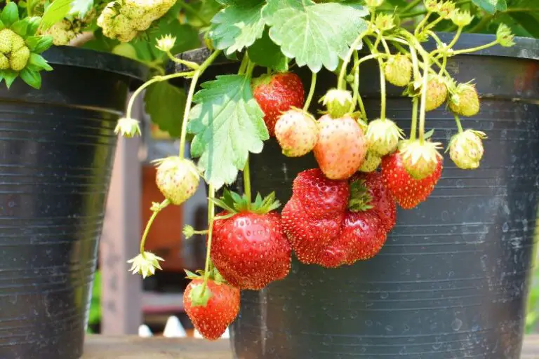 When to Plant Strawberries in Zone 8b
