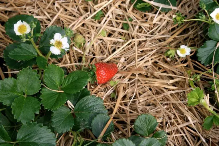 When to Uncover Strawberry Plants