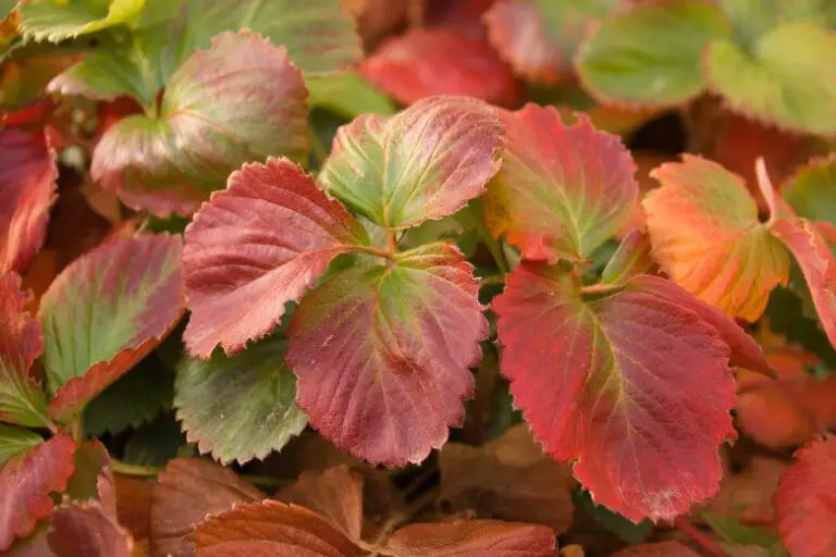 Why Strawberry Leaves Turn Red
