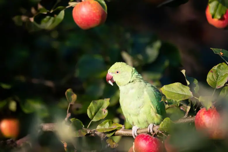 Can Parakeets Eat Apples