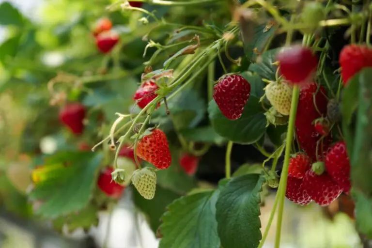 when to plant strawberries in zone 5