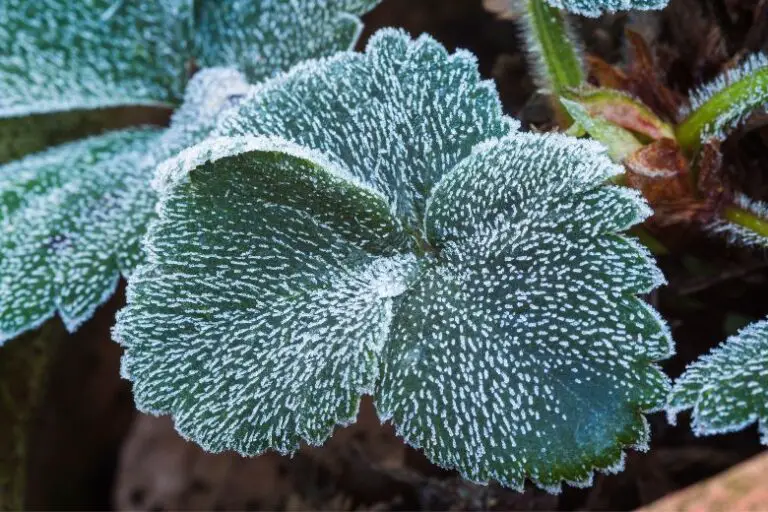 Will Frost Kill Strawberry Plants